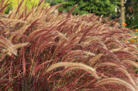 Trawy ozdobne - jak wybrać i pielęgnować te efektowne rośliny w swoim ogrodzie?