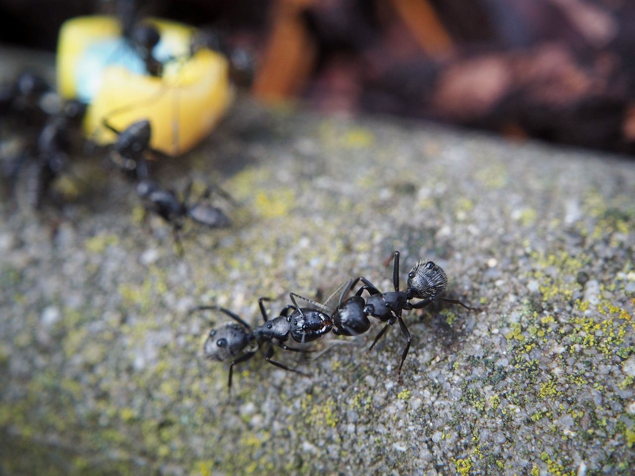 Jak radzić sobie z mrówkami?