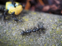 Inwazja mrówek - jak skutecznie sobie radzić?