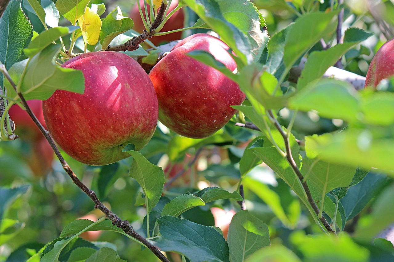 Pielęgnacja jabłoni